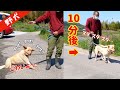 【野犬家庭犬トレーニング】怖くて動こうとしない野犬の１０分後は⁉️ 動かない→暴れる→スタスタスタ、、、笑　サムネイル不具合の為再配信