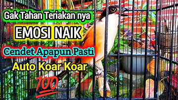 CENDET GACOOR ! MASTERAN CENDET FULL TEMBAKAN TERBAIK SEPANJANG MASA UP TO 2025