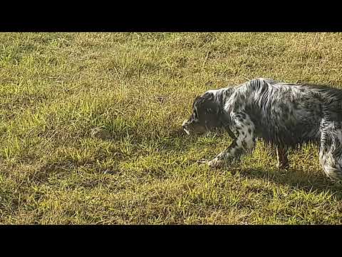 Yavru Setter Ferma Eğitimi. Bıldırcın avı Alıştırmaları