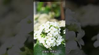 再不見的你 - 鄭俊樹J.SHU（播放鷄）