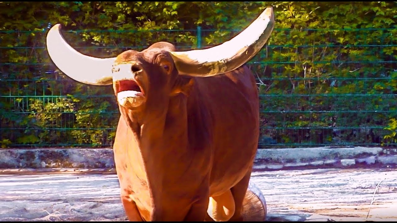 Schockierende Begegnung zwischen einem wilden Stier und einem Mann in Spanien