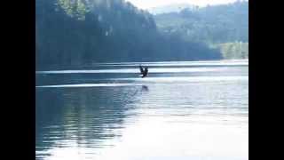 Bald Eagle vs. Osprey (Short)