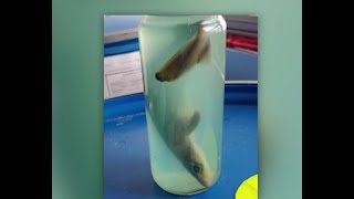 Dead baby shark in a jar makes the TSA 
