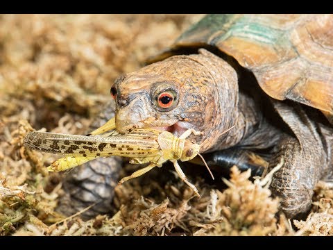 Haben Schildkröten Geschmacksknospen?