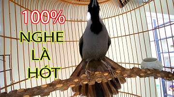 CHIM KHƯỚU Hót Múa Cực Sung Kích Khướu Múa.Kích Bổi Lên Lửa.  | Garrulax chinensis