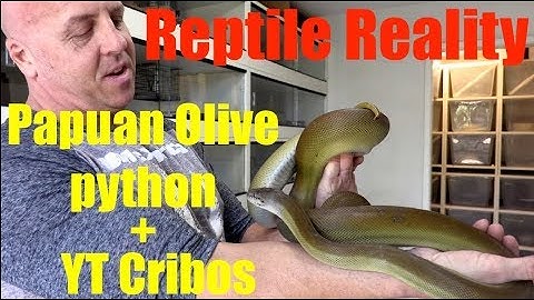 Reptile Reality-Papuan pythons and YT Cribos