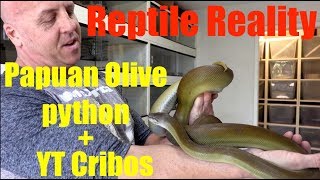 Reptile Reality-Papuan pythons and YT Cribos