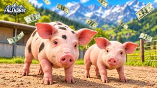 These Pigs Are Going To Make Me Rich