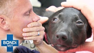 Agonizing Puppy Farm Victim Breaks Vet's Hearts 💔 Bondi Vet Clips | Bondi Vet