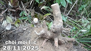 🌳BSKR - gl ae ổi sẻ siêu quả, chòi mòi lùn lực (28/11/2025)☎️0965.773.818