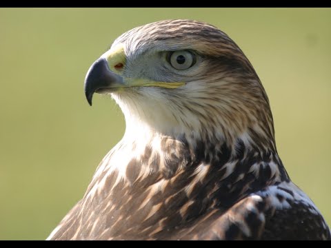 Video: Waarom wordt de ijzerhoudende havik bedreigd?