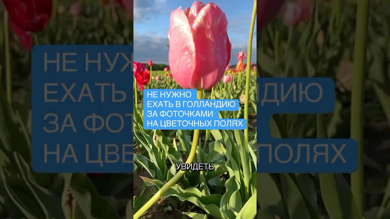 Не едьте в Голландию для фоточек с цветами☝️
