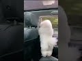 Dancing Dog Grooves in the Car!