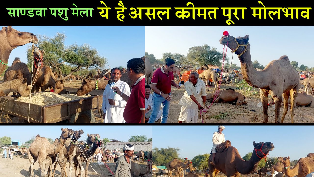 देखो ऊंट की खासियतें और कीमत का मोलभाव ? यहां सब कुछ मिलेगा Sandva Pashu Mela 2025 सांडवा सुजानगढ़