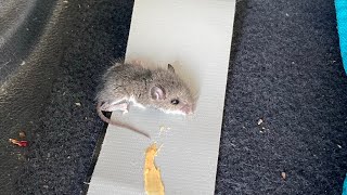 How to get (mini) Mice Out of Your Car #mice #rodents #infestation #howto