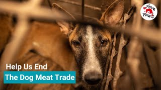 Help FOUR PAWS End the Dog & Cat Meat Trade | FOUR PAWS USA