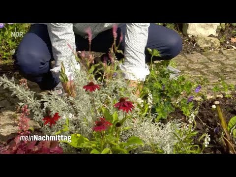 Video: Herbsttransplantation Von Stauden