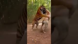 tiger vs dog fight