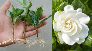 Grow Gardenia plant cuttings in sand very easy method