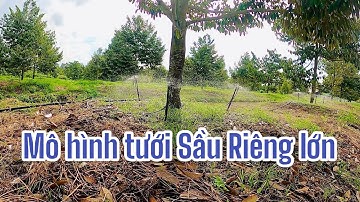 Thay Đổi Hệ Thống Tưới Sầu Riêng Lớn: Béc Tưới VP3 Plus 90 lít tiết kiệm, hiệu quả