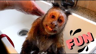 Monkey Water Fun! by MonkeyBoo 8,181 views 2 months ago 5 minutes, 22 seconds
