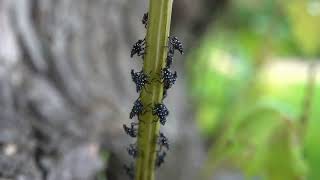 Spotted lanternfly nymphs 2024