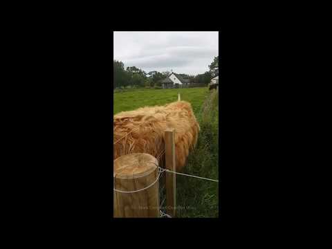 Itchycoo park – hilarious moment Highland cow solves problem of how to get a solo back scratch