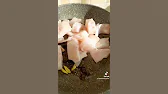 i Piatti di Arianna - CIB8