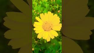 Flores En La Naturaleza Los Colores De La Primavera Un Sol De Flor