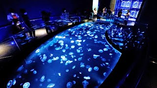 すみだ水族館がリニューアルオープン