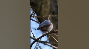 Eurasian Nuthatch Call #birds #birdsounds