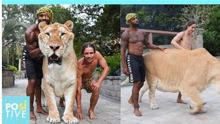 The sad reality behind Apollo, the “liger” | Positive