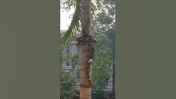 Awesome video of a python climbing coconut tree.