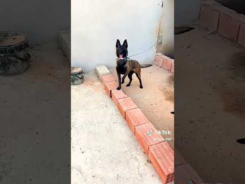 مالينوا شاربوني