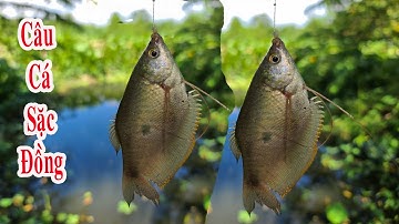 Câu Cá Sặc Đồng , Trúng Bầy Cá Lớn Câu Ghiền Luôn | Bắt Cá TV