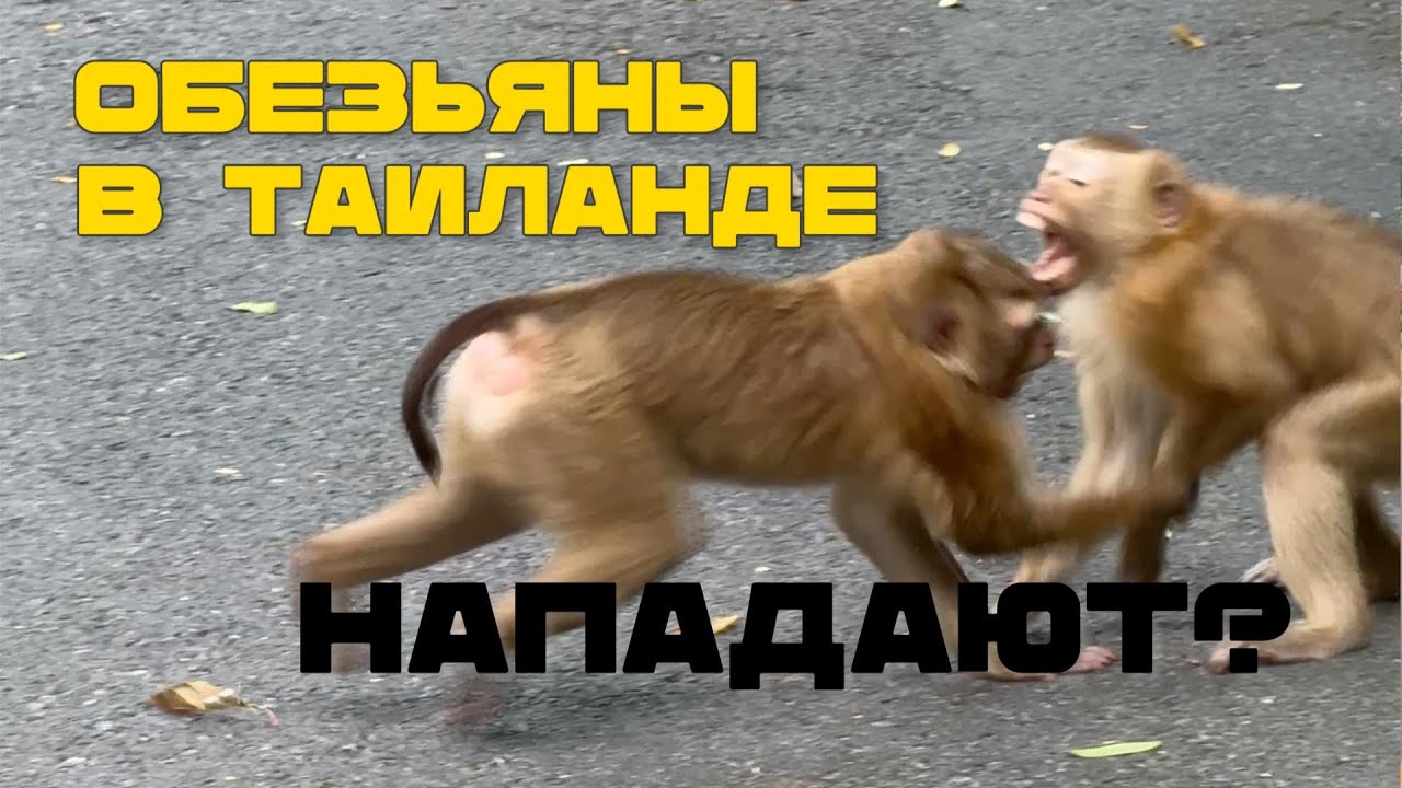 Таиланд ч.3 | гора обезьян, икея, снова Патонг