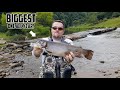 TROPHY Trout Fishing with a NEW prototype SPINNER! || Biggest one all year