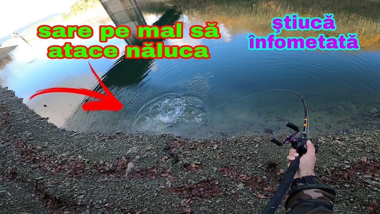 Sare pe mal sa atace naluca ,Stiuca infometata