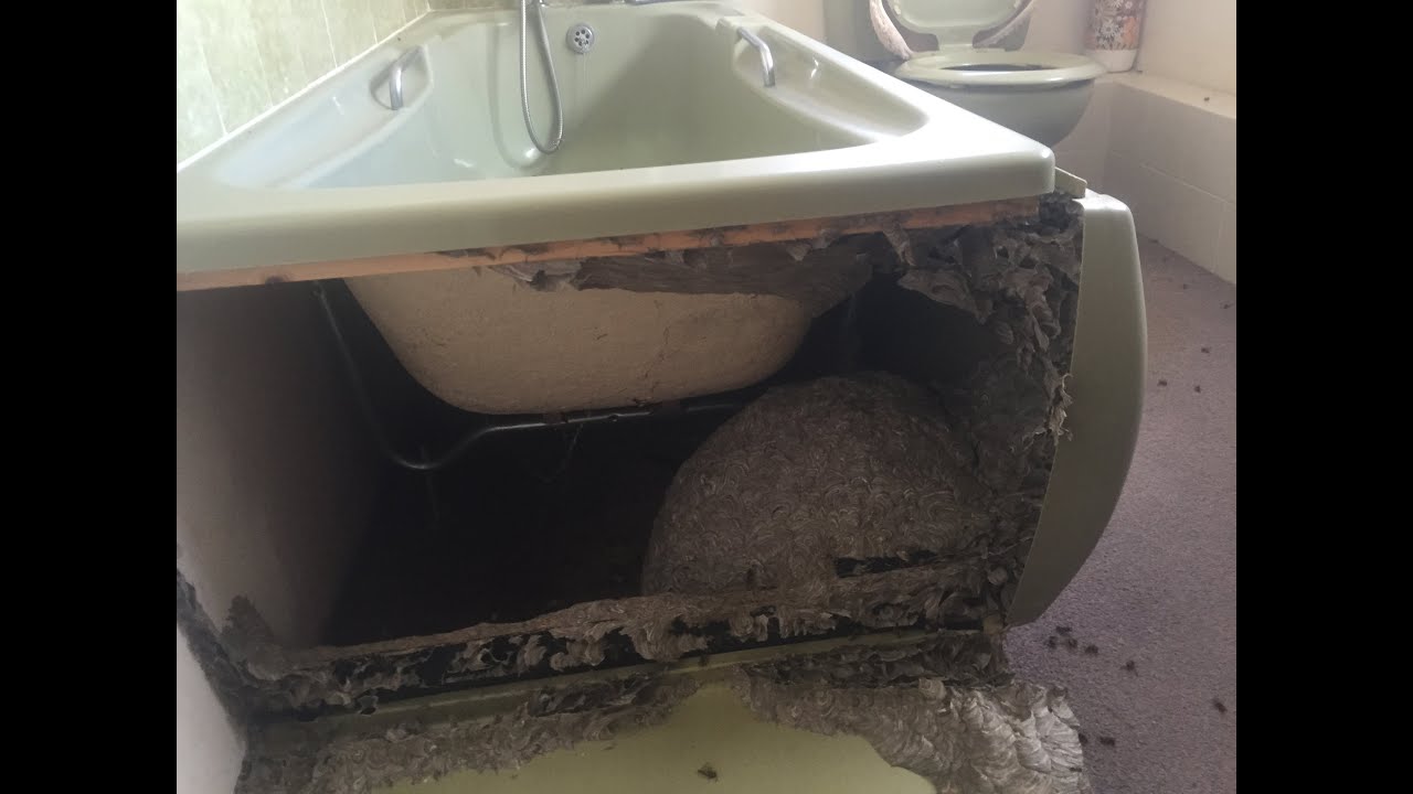 Crazy Wasp nest under bath! YouTube
