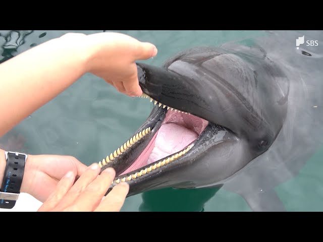 バンドウイルカの牙(歯) スタッフ目線で解説！イルカ編Ⅱ｜城崎マリンワールド 水族館