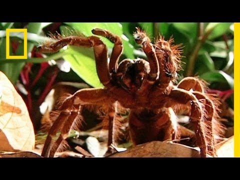 World's Biggest Spider
