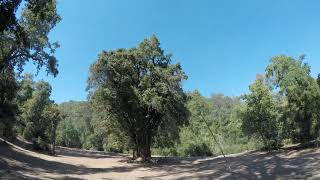 El naranjillo, El Buye, Monte Oscuro - Curico