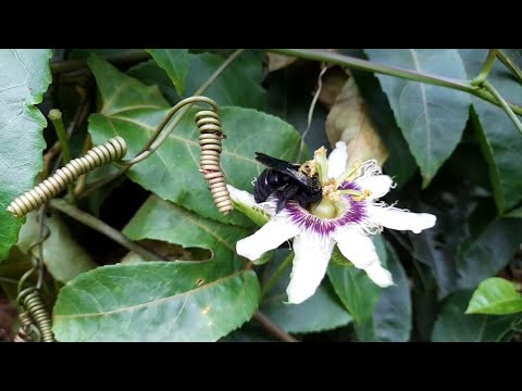 bumblebee pollinating the passion fruit flower
