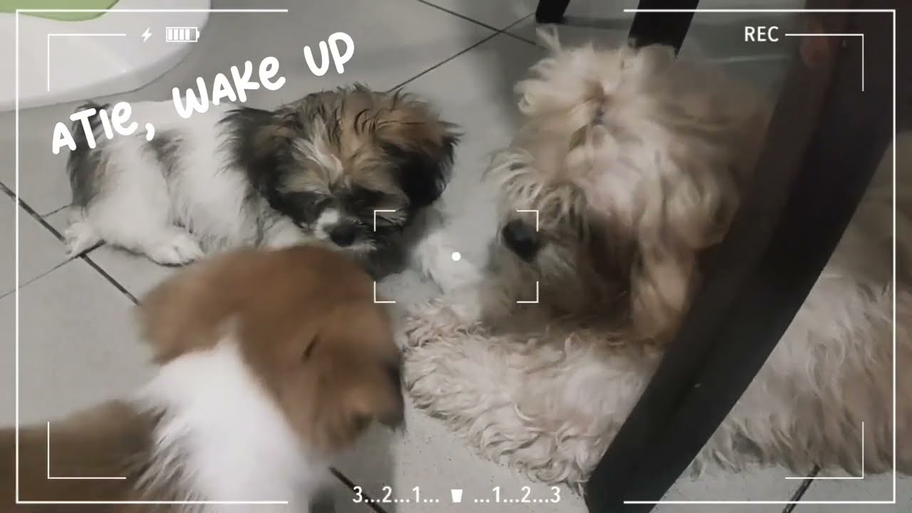 Today is Saturday ate Aina is here!! #shih tzu