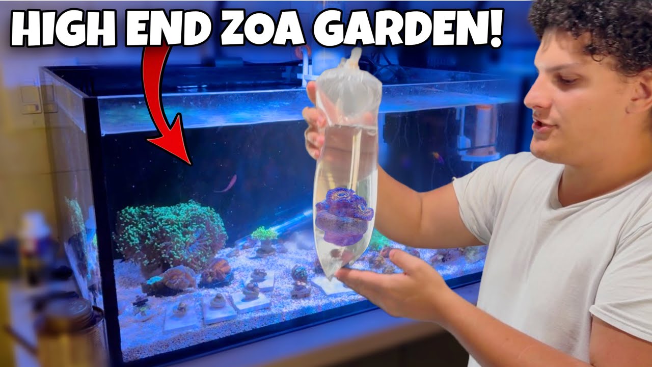 I Built A STRATOSHPHERE Zoa Garden!