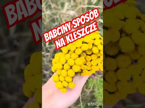 Tego sposobu na kleszcze używały nasze babcie! Czy wrotycz naprawdę działa?