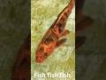 Fish #shorts #reels #fish