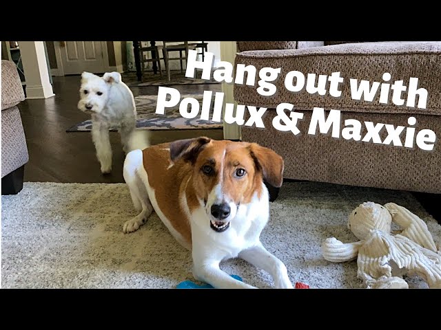 SPEND A DAY WITH POLLUX & MAXXIE 🐶 class=