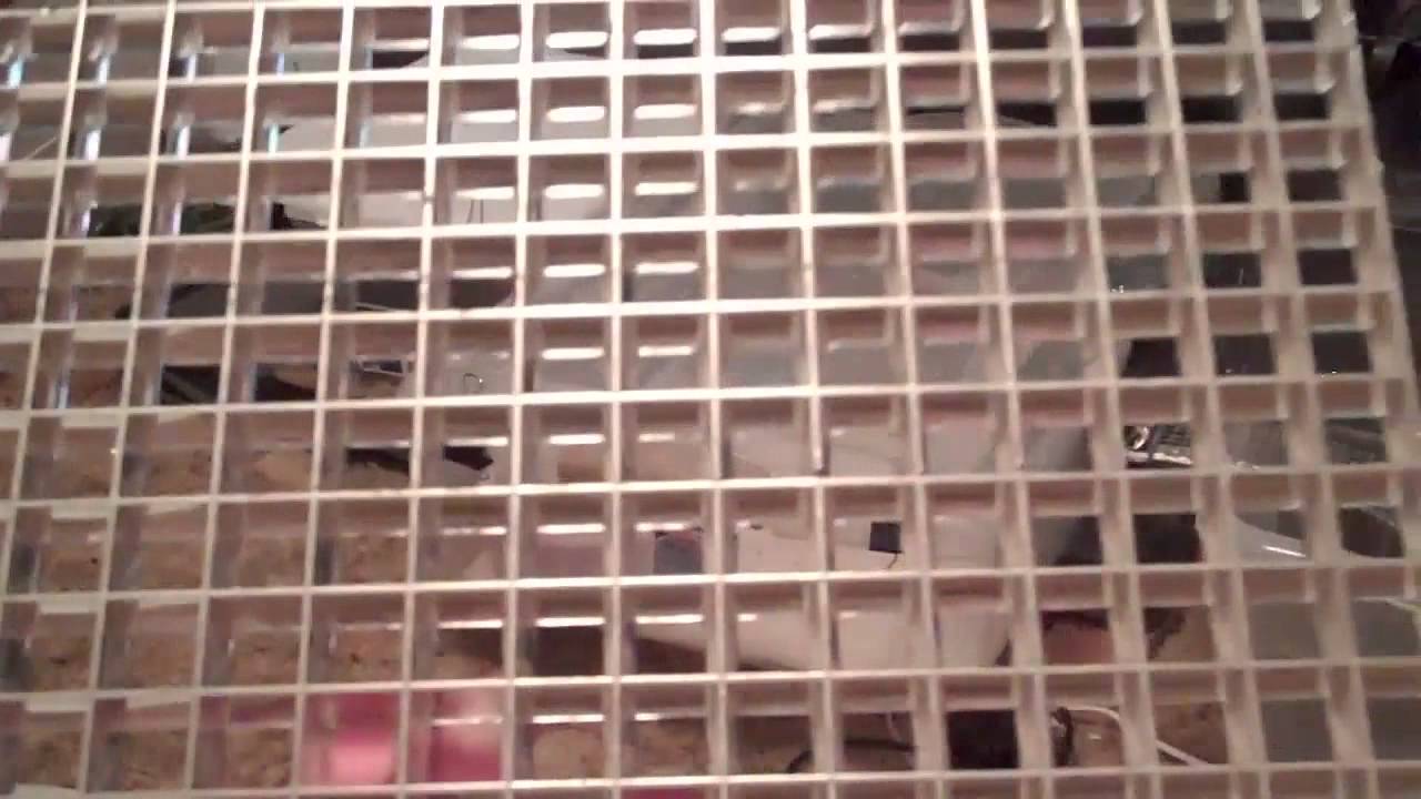 geckos food how to make a reptile incubator