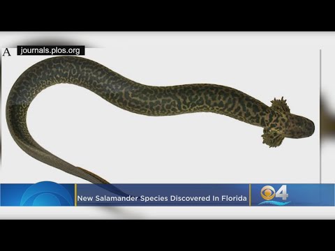 Video: Nuwe Spesies Reuse-salamander Ontdek In Florida